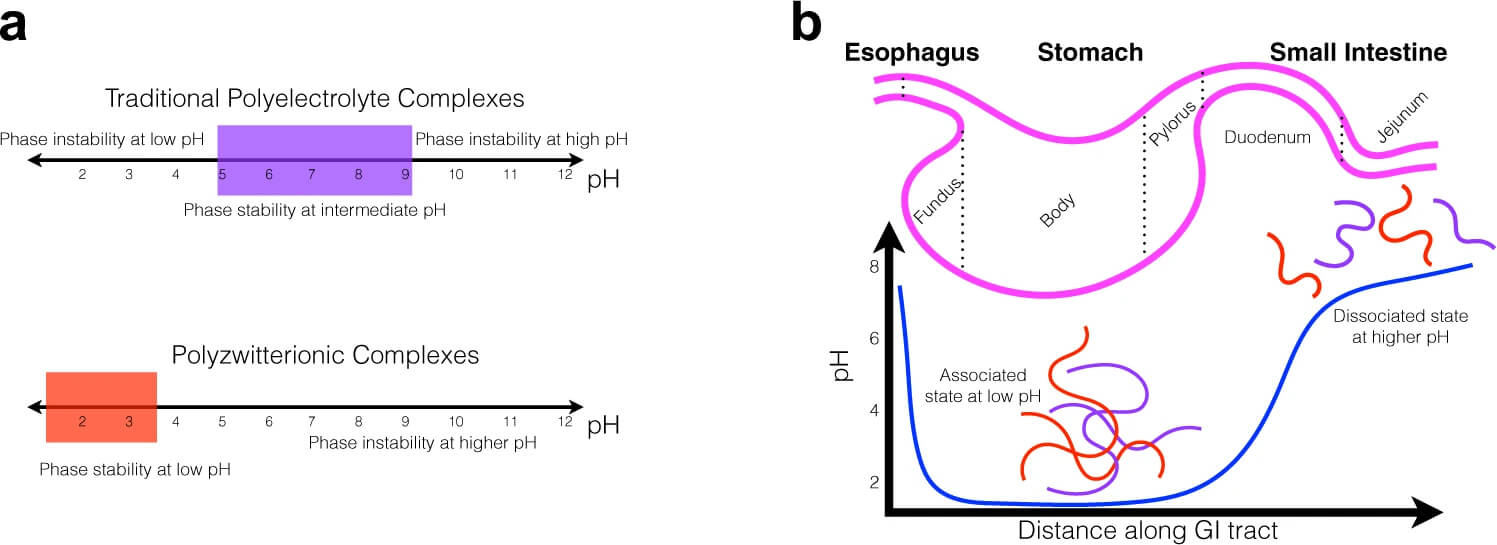 pH variation along the GI tract